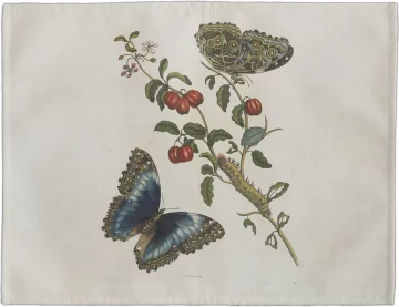 Podkładka na stół Great Blue Butterflies and Red Fruits Maria Sibylla Merian