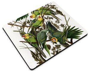 Podkładka Carolina Parakeet James Audubon 36x29cm