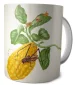 Kubek Cytryna z gąsienicą małpy i chrząszczem harlekin Maria Sibylla Merian