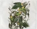 Podkładka na stół Carolina Parakeet James Audubon