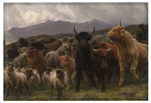 Magnes Wysokogórska łapanka Rosa Bonheur