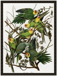 Naszywka Carolina Parakeet James Audubon