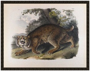 Naszywka Common American Wildcat James Audubon